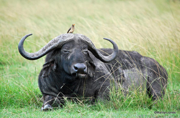 Cape Buffalo