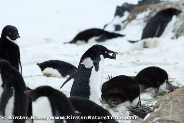 Antarctica_rocks-4