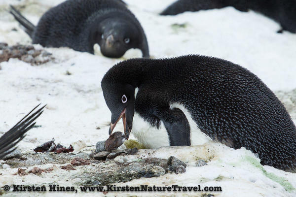 Antarctica_rocks-5