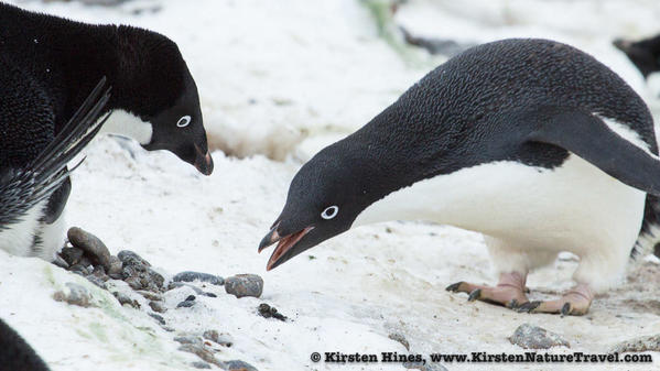 Antarctica_rocks