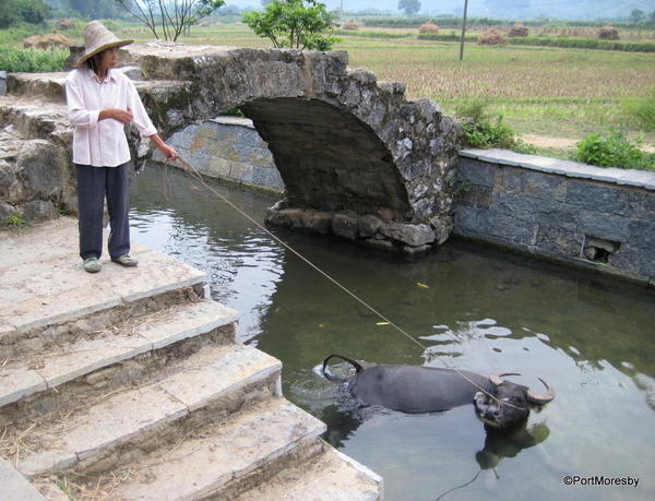 Walking the buffalo.