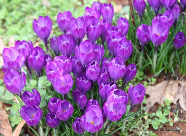 Crocuses, Ash-Park Highland