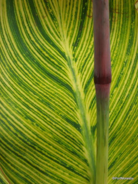 Green stripes & red.