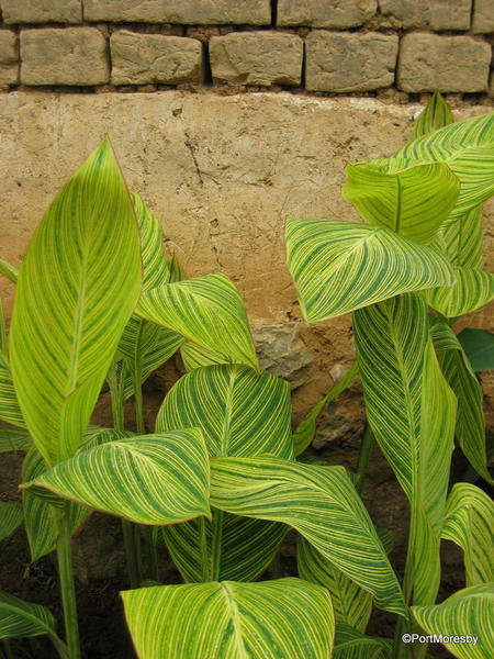 Shades of green.