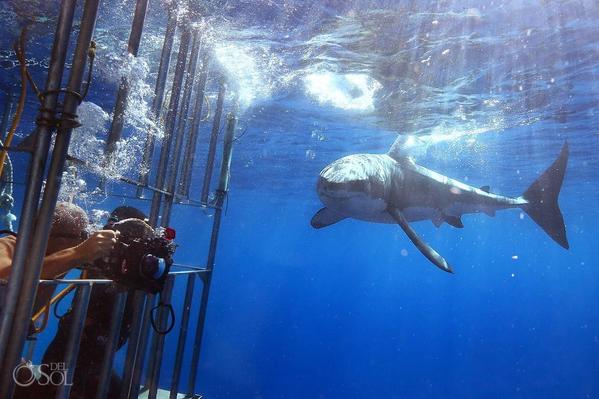 Great-White-Shark-Dive-Guadalupe-Island-Mexico_0006