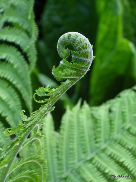 Hidcote19