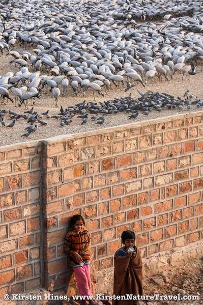 Children watching the bird watchers at the Demoiselle feeding area in Khichan.