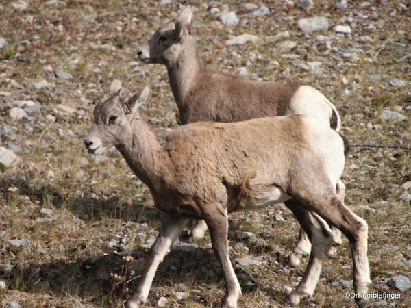 Rocky Mountain Bighorn lambs, Alberta