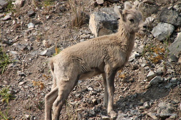 Rocky Mountain Bighorn lamb, Alberta