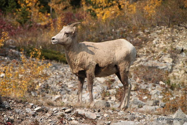 Rocky Mountain Bighorn herd (ewes), Alberta