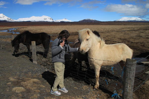 Icelandic horses