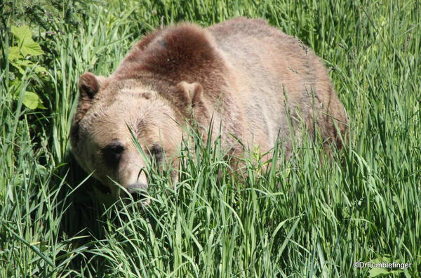 Boo, Grizzly Bear Refuge, Golden B.C.