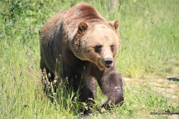 Boo, Grizzly Bear Refuge, Golden B.C.