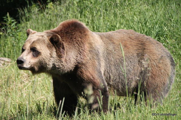 Boo, Grizzly Bear Refuge, Golden B.C.