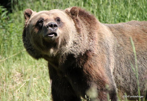 Boo, Grizzly Bear Refuge, Golden B.C.