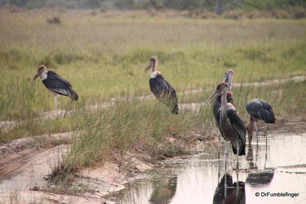 Marabou storks