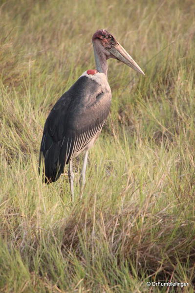 Marabou stork