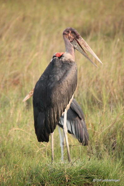 Marabou storks