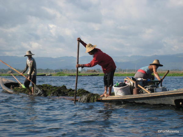 Harvesting lake vegetation.