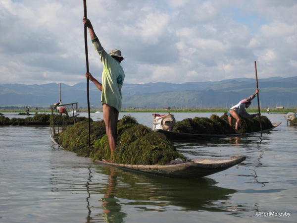 Lake harvest.