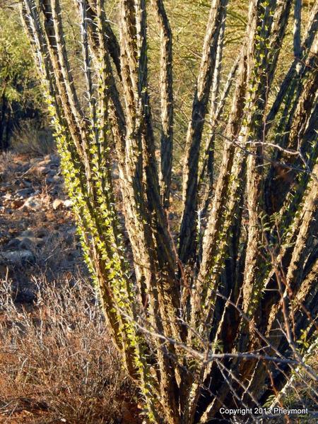 Ocotillo