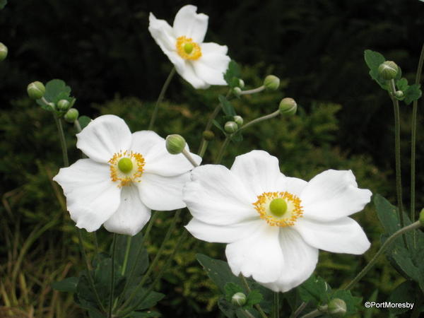 Japanese anemones.