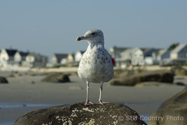 Seagull