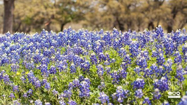 Texas-Hill-Country-Bluebonnets