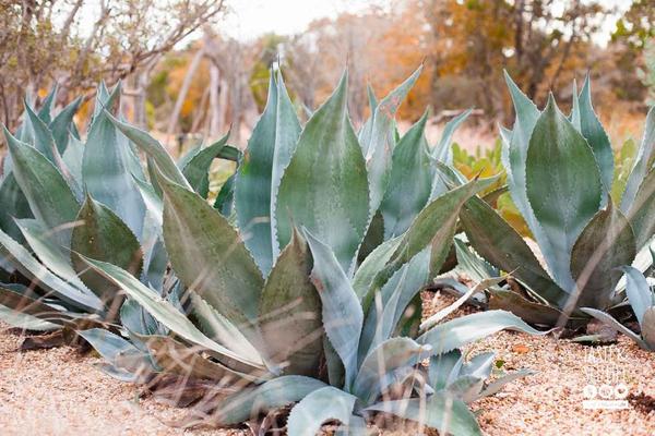 Texas-Hill-Country-LBJ-Wildflower-Center