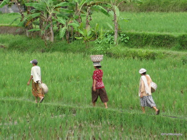 Ubud17