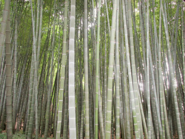 green-bamboo