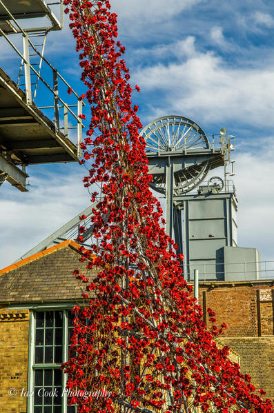 Poppies: Weeping Window at Woodhorn