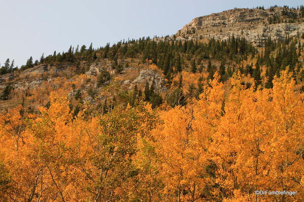 Fall colors, Kananaskis Country