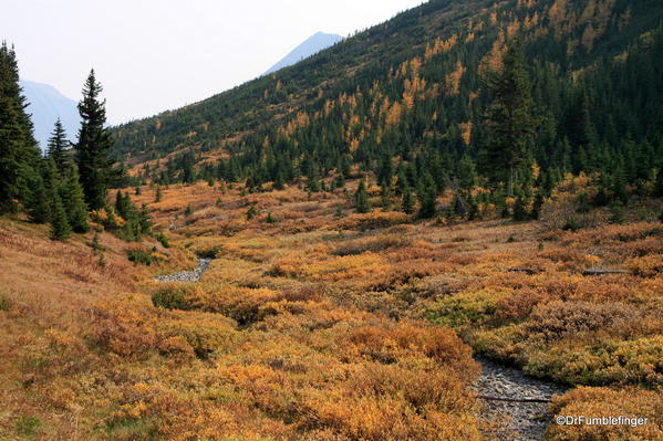 Highwood Meadows, Fall colors, Kananaskis Country