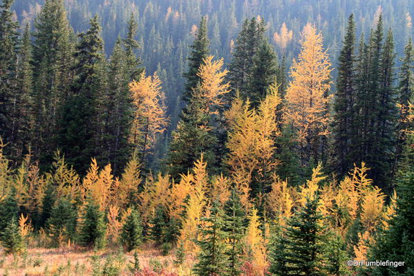 Larches, Kananaskis Country