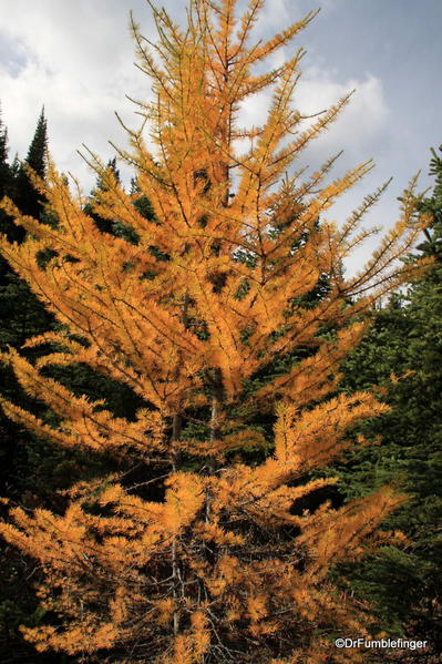 Golden larch, Highwood Pass, Kananaskis Country