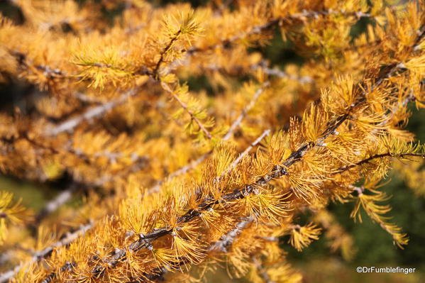 Golden larch, Highwood Pass, Kananaskis Country