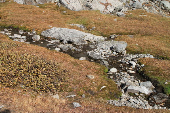 Creek in Ptarmigan Meadows, Kananaskis Country