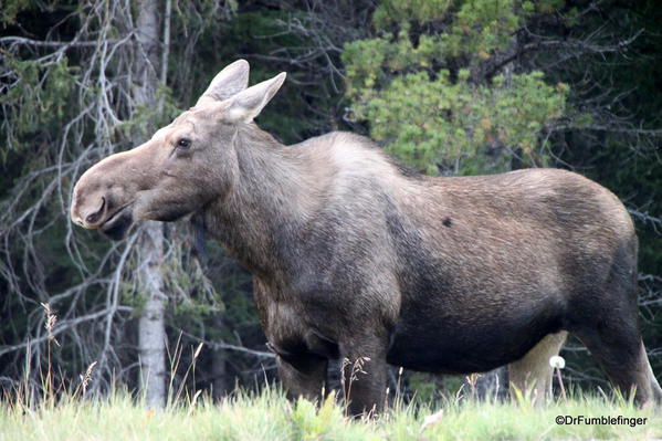 Moose, Kananaskis Country