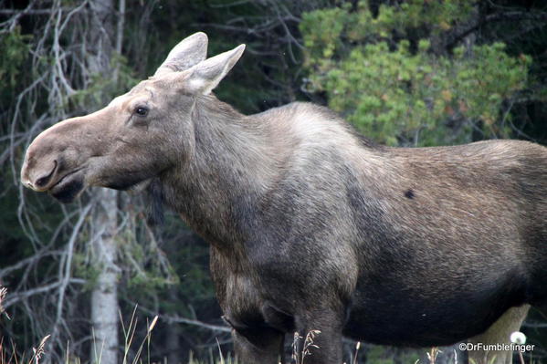 Moose, Kananaskis Country