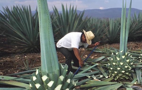 mezcal