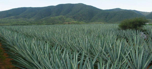 photoEscudo_Haz_patria_bebe_mezcal_mezcalGDE