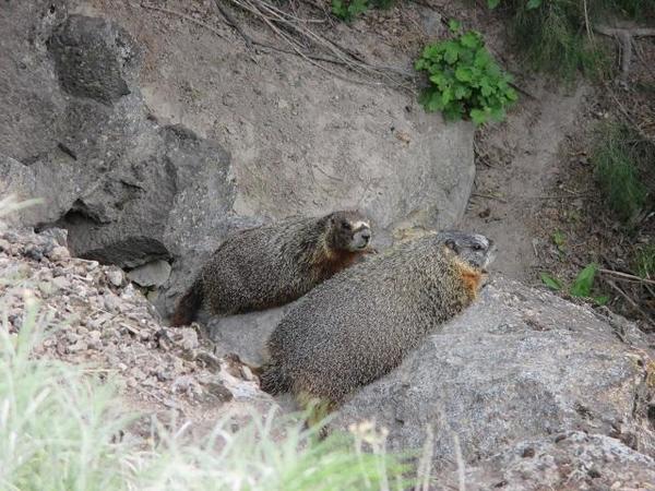 shoshone-falls3