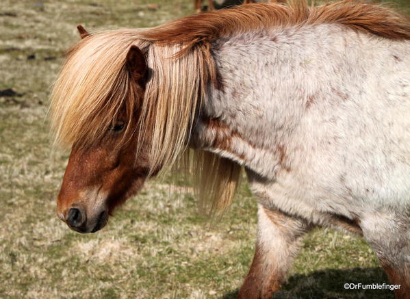 Icelandic horses, South Iceland