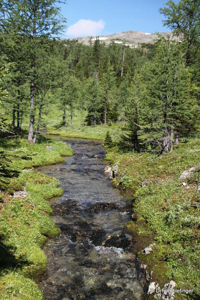 Creek by Garden Path Trail -- Sunshine Meadows