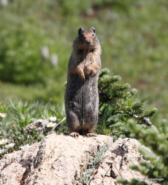 Ground Squirrel -- Sunshine Meadows