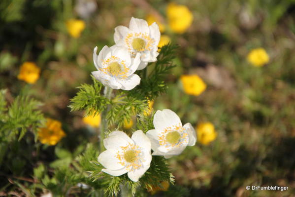 Sunshine Meadows -- Anenome flowers