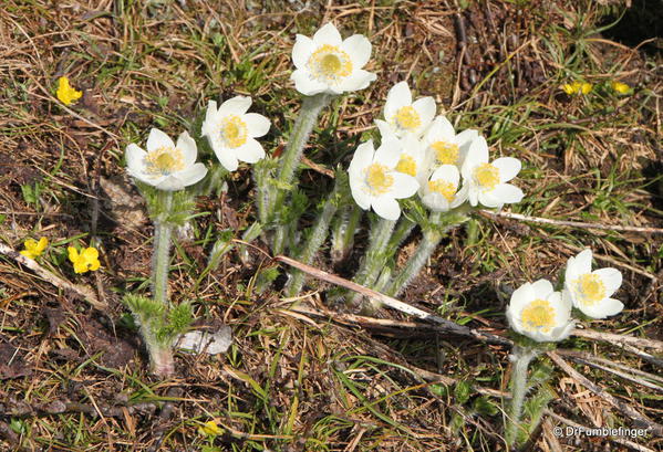 Sunshine Meadows -- Anenome flowers