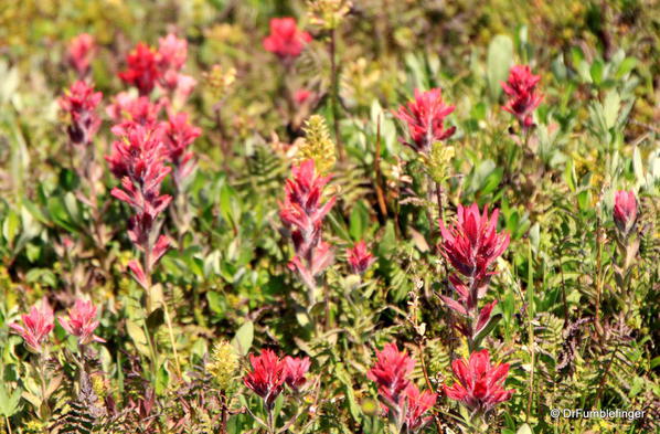 Sunshine Meadows -- Indian Paintbrush