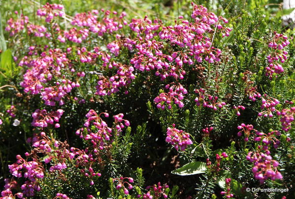 Sunshine Meadows -- Heather